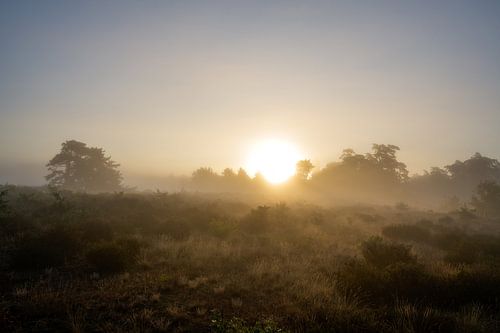 Ochtendmist over Heide bij Radio Kootwijk