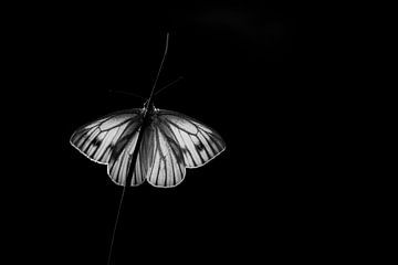 Small veined white in black