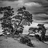 fir trees on kowtowing sands by Ed Dorrestein
