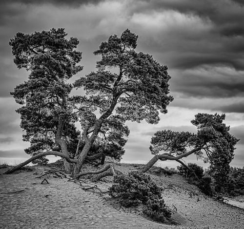 Tannenbäume auf Kototauchsand