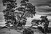 Tannenbäume auf Kototauchsand von Ed Dorrestein