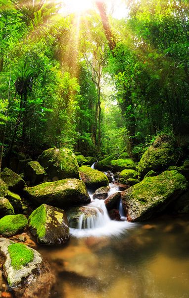Tropische regenwoud Masoala von Dennis van de Water
