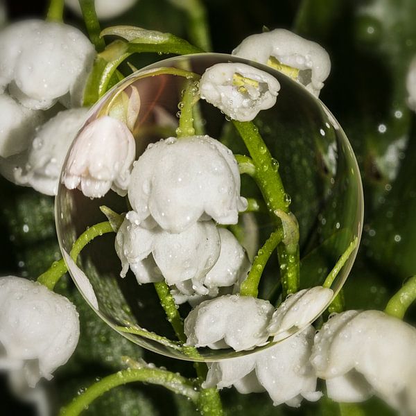 Muguet dans une boule de verre par Christine Nöhmeier