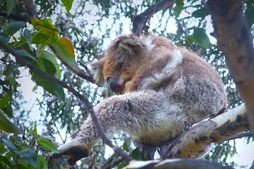 Koala in Eucalyptusboom van Ines Porada