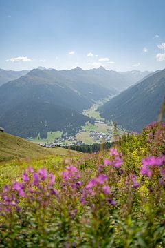 Lupins avec vue sur Davos et les Alpes suisses sur Leo Schindzielorz