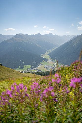 Lupinen met uitzicht op Davos en de Zwitserse Alpen