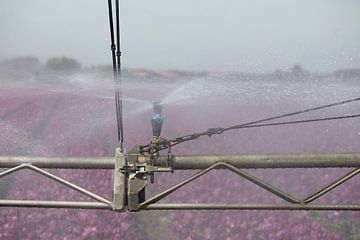 Besproeien van een paars tulpenveld tijdens droogte van W J Kok