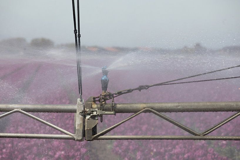 Watering a purple tulip field during drought by W J Kok