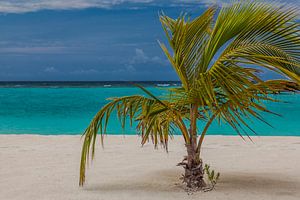 Palm Beach Island Resort auf den Malediven im Lhaviyani Atoll