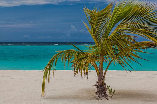 Palm Beach Island Resort aux Maldives, atoll de Lhaviyani