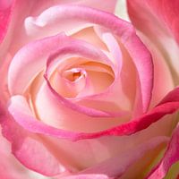 rose in close-up