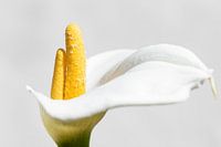 Fleur à double tige