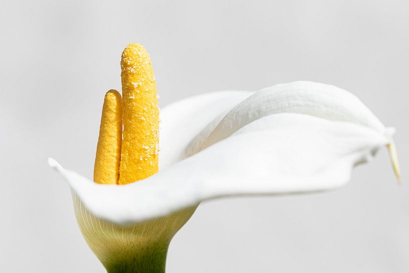 Fleur à double tige par Nancy Bogaert