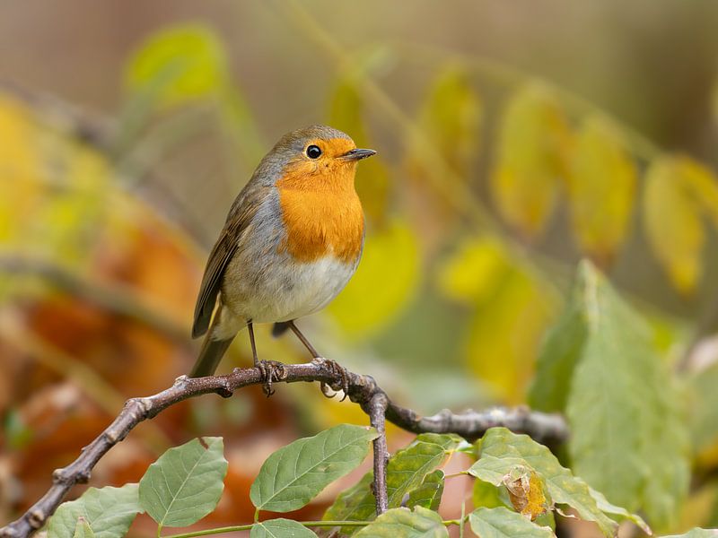 Rotkehlchen im Herbst von Karen de Boer