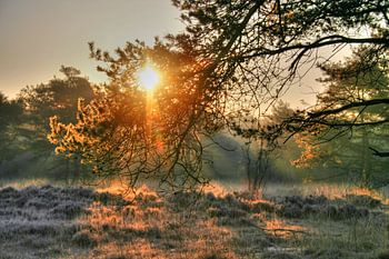 Zonsopkomst op de heide, met nevels op de achtergrond