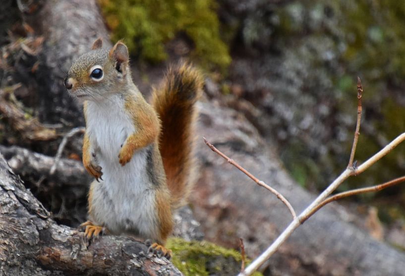 A red squirrel in the trap by Claude Laprise