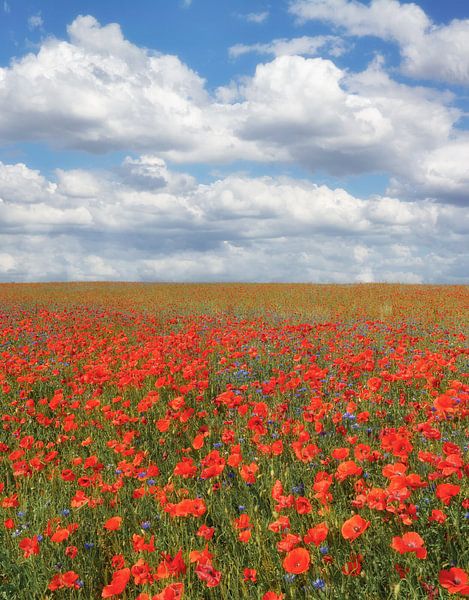 Summer on Rügen by Peter Eckert