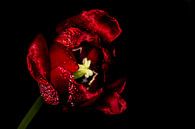 Love tulip van Irene Lommers thumbnail