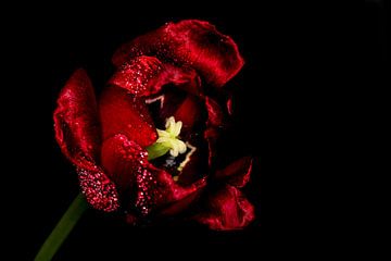 Love tulip van Irene Lommers