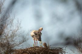 storks on the nest