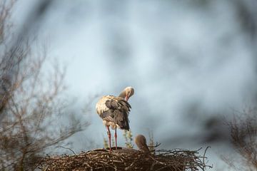ooievaars op het nest
