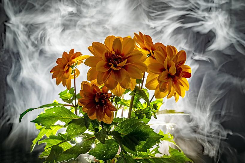 Dahlien im Gegenlicht von Thomas Riess