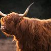 Schotse Hooglander in het Gouden Licht van Hevonax Photography