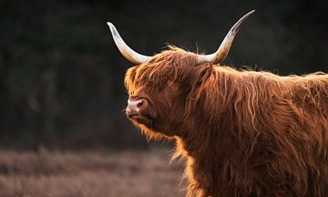 Schotse Hooglander in het Gouden Licht van Hevonax Photography