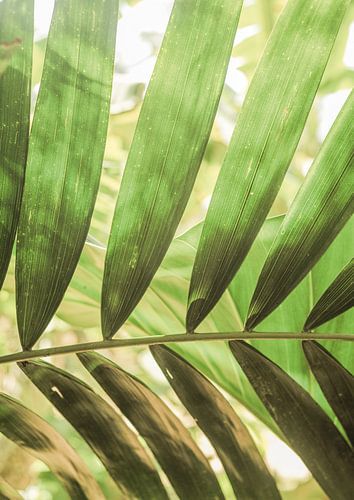 Beauty Of Palm Leaves