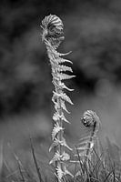 Fern I Monochrome