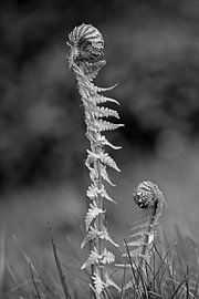 Fern I Monochrome by Monique D. van de Wal