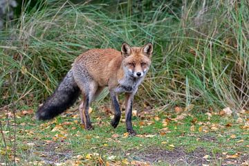 Fox sur Merijn Loch