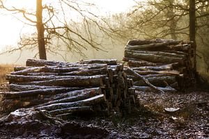 Posbank winter stammen