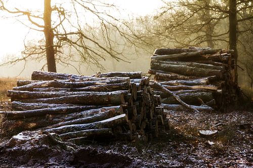 Posbank winter stammen
