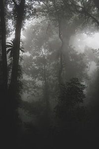 Regenwald