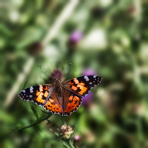 Le vol du papillon.