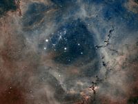 Rosetta nevel