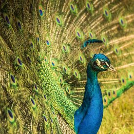 Tuscan peacock III by Anneke Hooijer