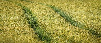 Traces in a cornfield