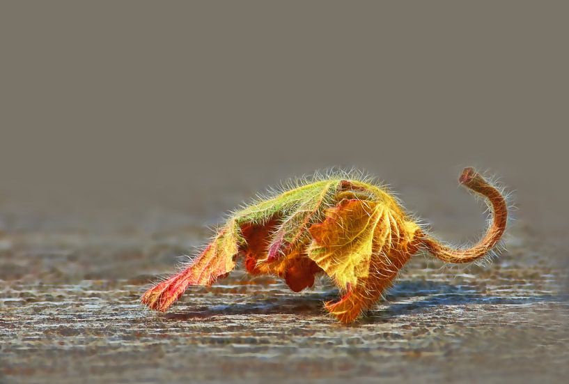 Tafelblad.... (Herfstblad op houten tafel) van Caroline Lichthart