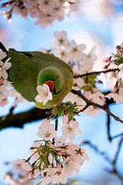 Halsbandsittich in Kirschblüte | Amsterdam von Waleson Photography