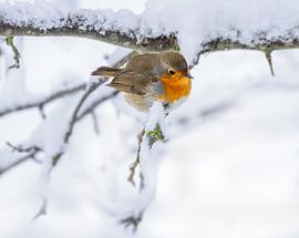 Nahaufnahme von einem Rotkehlchen auf einem schneebedeckten Baum von ManfredFotos
