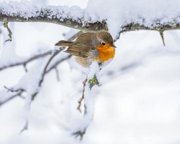 Close-up of a robin on a snow-covered tree by ManfredFotos