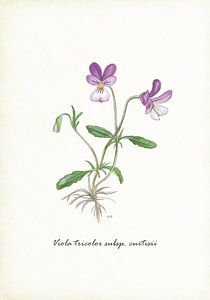Violon dunaire