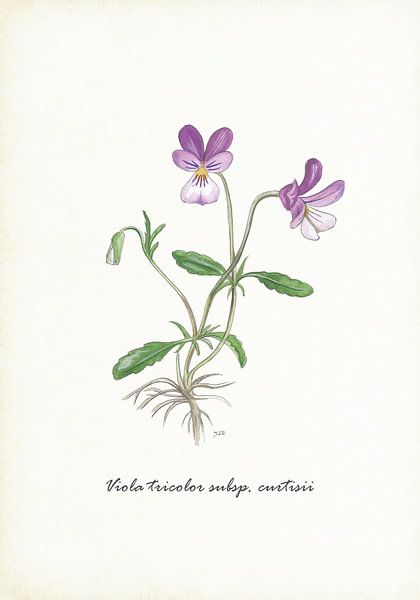 Duinviool van Jasper de Ruiter