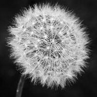 Pusteblume schwarzweiß