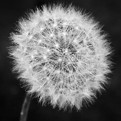 Dandelion blackandwhite by Julia Delgado