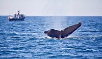Walvis in de oceaan