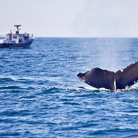 Walvis in de oceaan sur Milou van den Heuvel