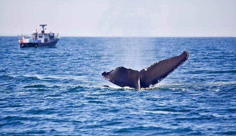 Walvis in de oceaan by Milou van den Heuvel
